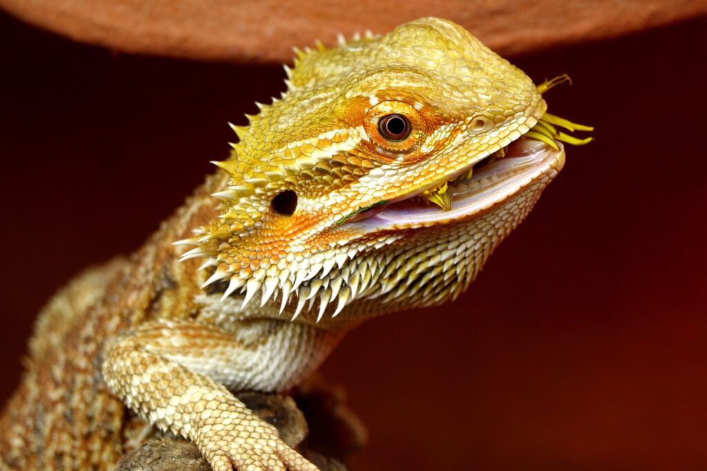 bearded-dragon-1302306_1920