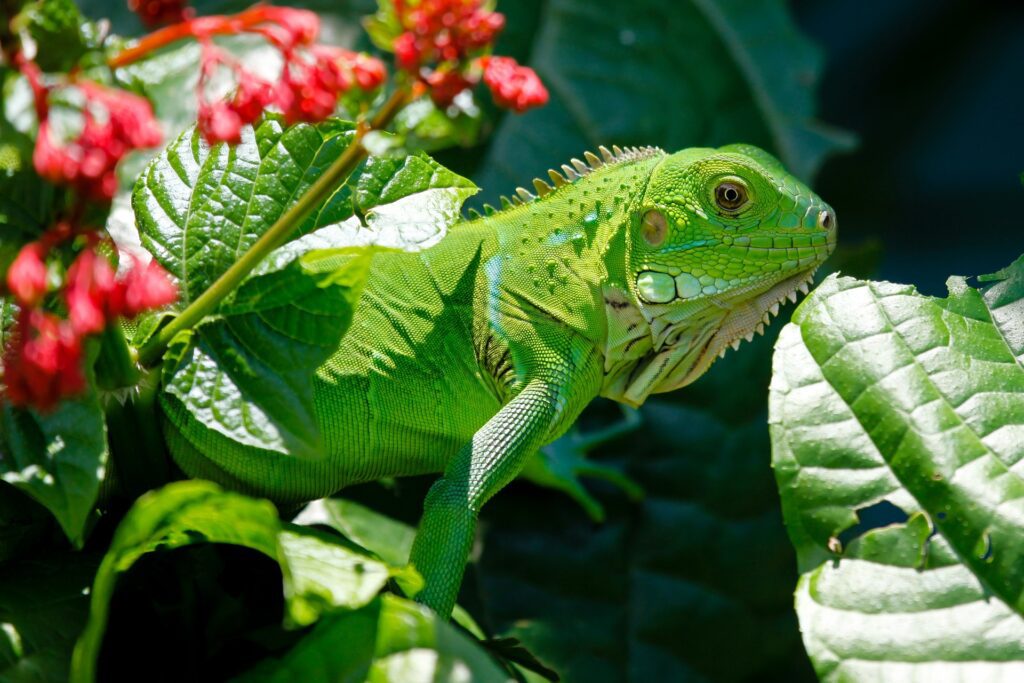 iguana-223157_1920