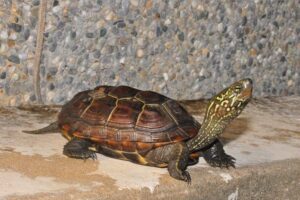 Mauremys-reevesii-tomando-el-sol