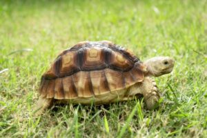 tortuga-sulcata-hierba-1024x683