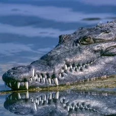 crocodile-1851313