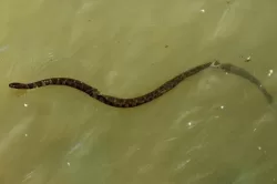 serpiente de agua