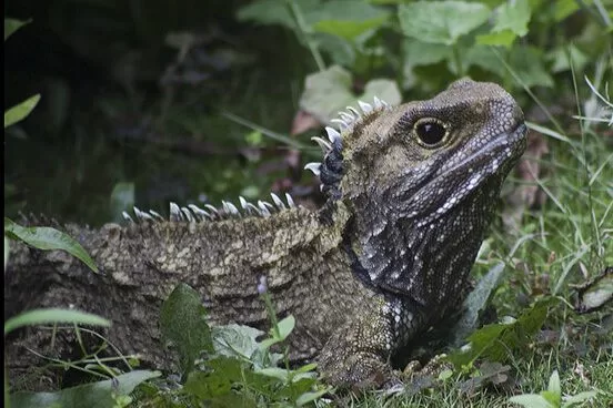 Tuatara del Sur (Sphenodon guntheri)