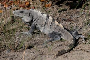 Iguana de Cola Espinosa