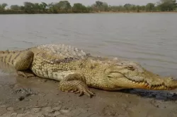 crocodylia