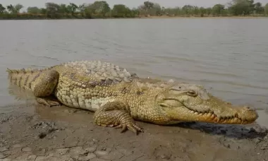 crocodylia