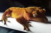 Gecko crestado