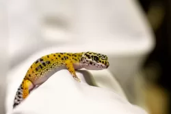 Gecko Leopardo