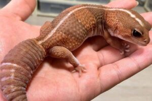 gecko de cola gorda