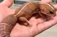 GUÍA de cuidados básicos en la cría de geckos como mascotas