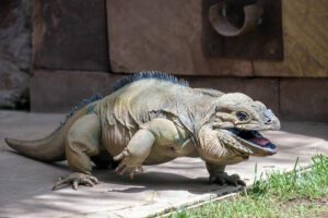 iguana cyclura