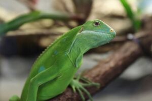 iguana crestada