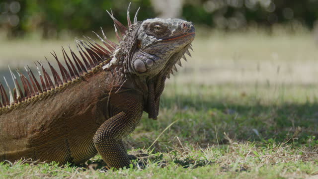 A large male iguana suns himself in the short grass.