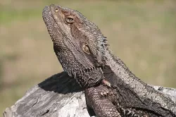 Pogona Barbata