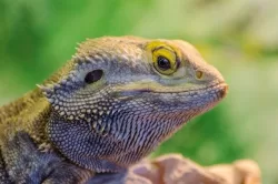 pogona minima