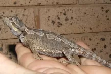 Pogona minor