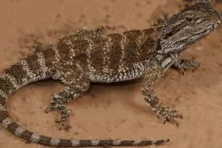 pogona nullarbor