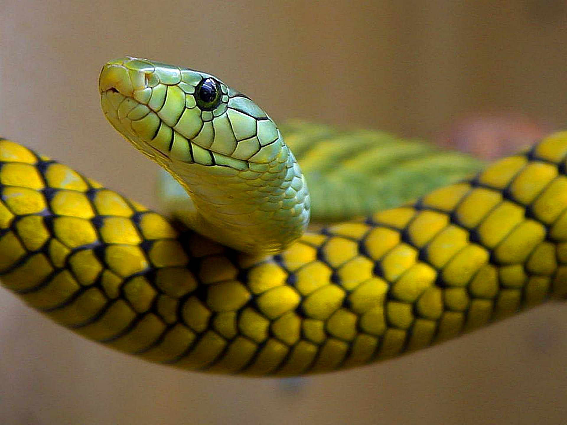 snakes-green-reptile