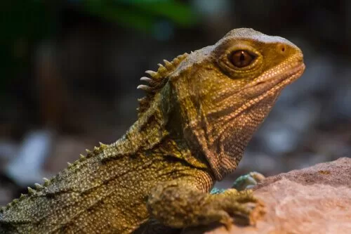 Tuatara del Norte (Sphenodon punctatus)