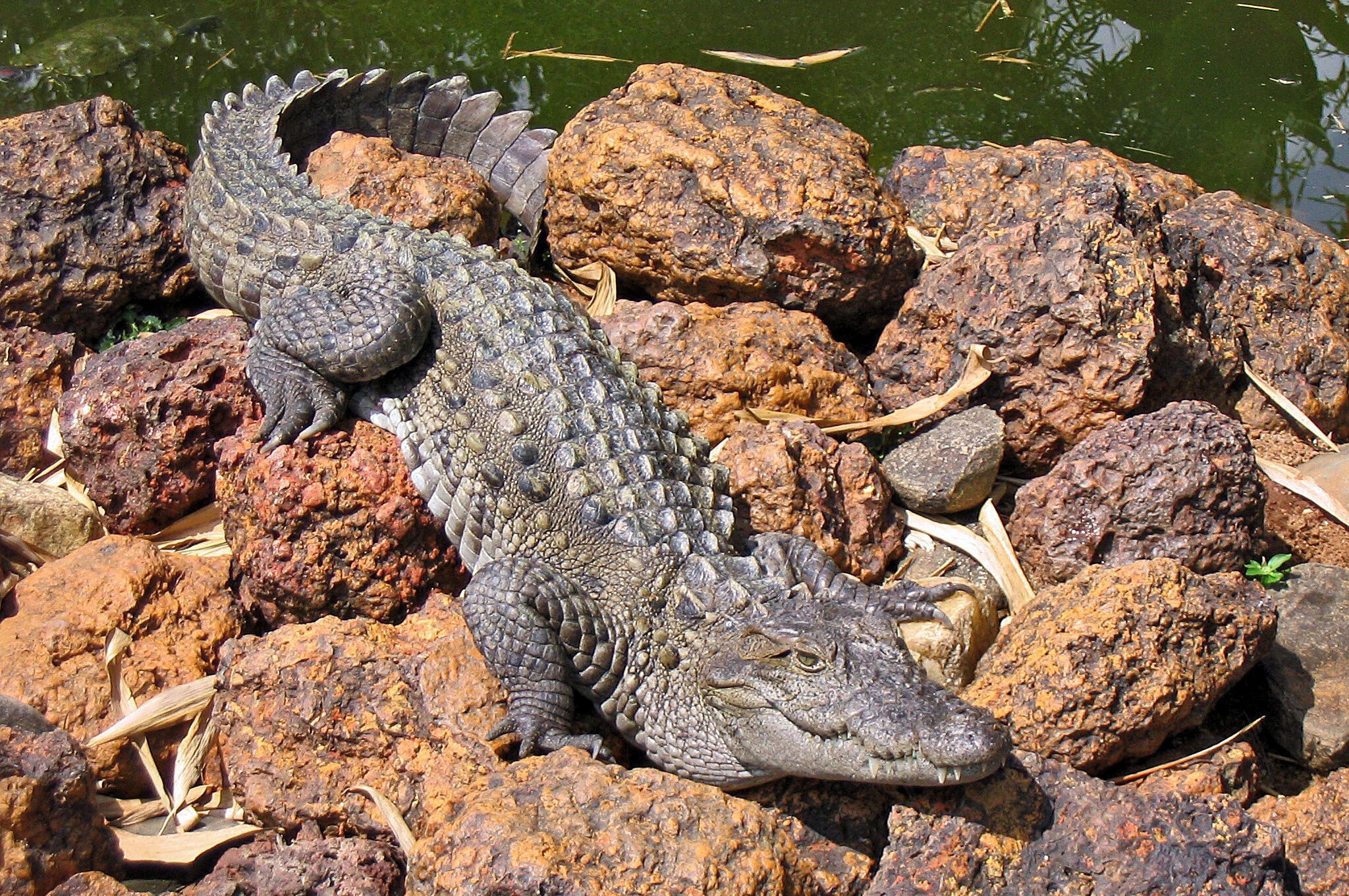 COCODRILO DE LAS MARISMAS