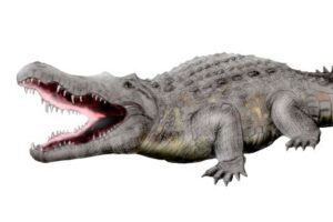 Crocodylus_anthropophagus_NT