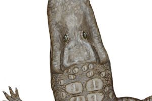 Crocodylus_thorbjarnarsoni