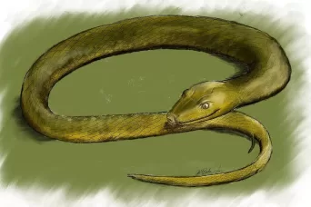 Haasiophis-terrasanctus