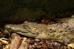 Juvenil-de-cocodrilo-FALCONENSIS-Crocodylus-mindorensis-1