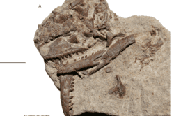 Ophisaurus-acuminatus