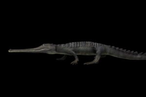 THOROCOSAURUS NEOCESARIENSIS