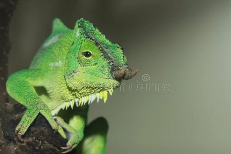 camaleon cuatro cuernos