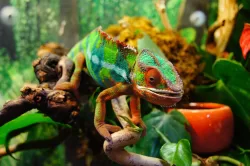 chameleon-226287_1280