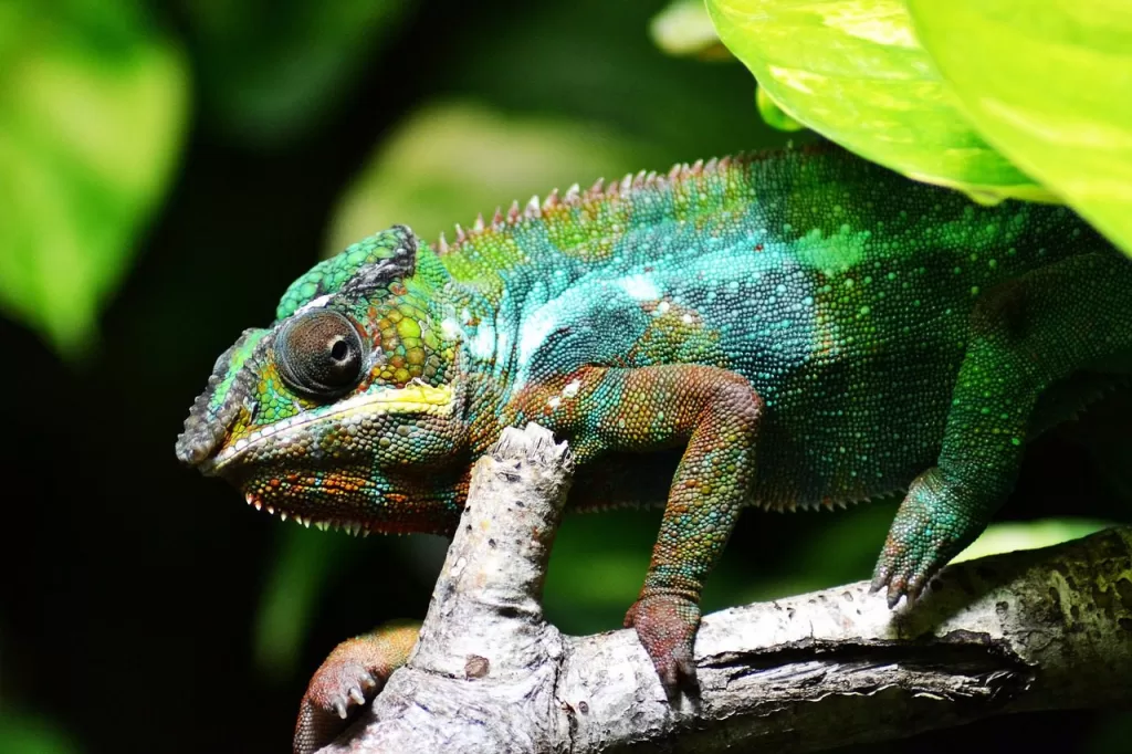 chameleon-318649_1280