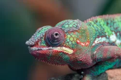 chameleon-colorful-lizard-animal