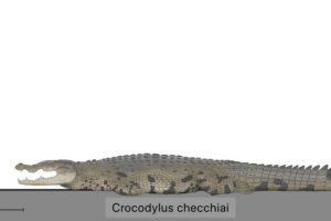 crocodylus_checchiai