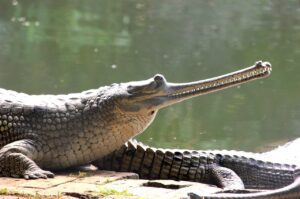 gavial GANGES