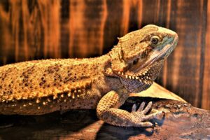 pogona vitticeps