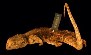 pogona_nullabor_lat_holotype_wamr29667
