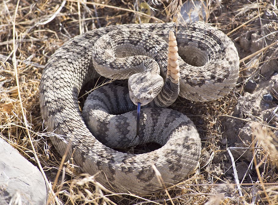 Serpiente de Cascabel: Temidas, peligrosas y venenosas serpientes