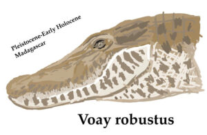 voay robustus