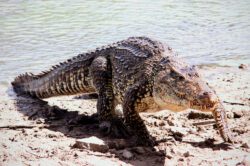 Cuban crocodile (Rhombifer)