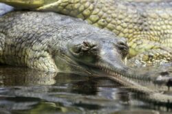 gavial-gharial-alligator-animal