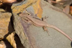 ¿Cómo regulan los reptiles su temperatura en un día muy caluroso?