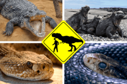 miniatura reptiles peligrosos