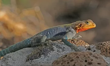 agamas agamidae